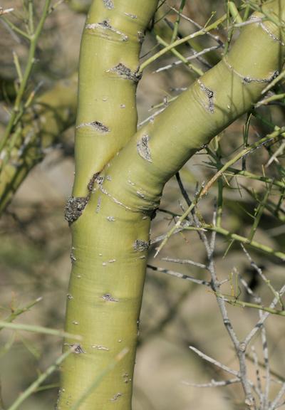Parkinsonia microphylla Common Names: Foothills or Yellow Paloverde Duration: Perennial, Deciduous Growth Habit: Tree, Shrub Habitat: Desert.