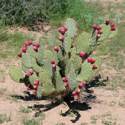 Opuntia engelmannii Engelmann's Pricklypear Duration: Perennial Growth Habit: Shrub, Cactus Habitat: Desert, Upland.