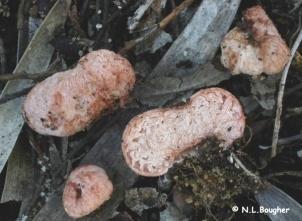 Truffle Fungi