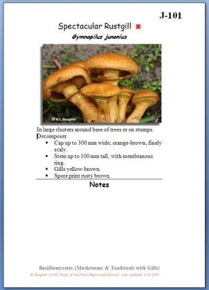 More than 200 of the local fungi are presented in this colourful book, Fungi