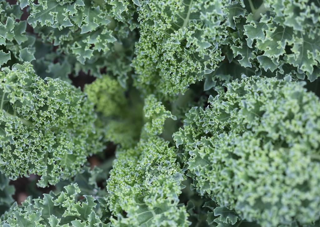 Kale KALE Kale is packed with nutrients, including large amounts of Vitamin A (promotes eye health, supports the immune system and keeps skin healthy), Vitamin C (another immune booster) and Vitamin