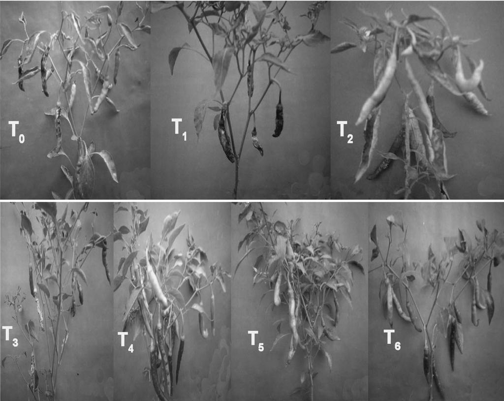 116 Begum et l. significnt difference (p < 0.0) (Tble 2). These results indicte tht T. hrzinum IMI 392432 hs growth-promoting effects on chili. Growth promoting effects by T.