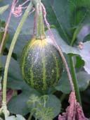 Squash and Pumpkin Origin and Domestication Nti Native of fnorth, thcentral, and dsouth thamerica C.