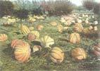 minerals Pumpkin and Squash World production systems Large-scale production (limited) Pumpkins for processing Pumpkins for