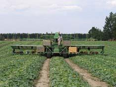 Harvest and handling Critically important to avoid harvest injury Remove field heat, cool to 50 degrees (hydro or room