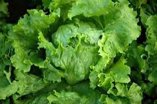 LETTUCE MINETTO Crisp head, Iceberg type, medium small size. Leaves are crisp, deeply notched and medium green in color. Black seeded variety.