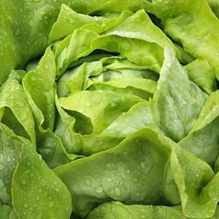LETTUCE GR-603 BUTTERHEAD type. A major variety for heavy lettuce production. It is a large type with a good frame and blond color.