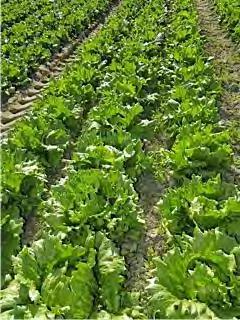 LETTUCE EBENE Crisp head, Iceberg type, medium small size. Leaves are crisp, deeply notched and mediumgreen in color.