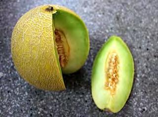 MELON MELON F1 BAKARA Vigorous hybrid variety, tolerant to powdery and downy mildew. Prolific, medium early, can be harvested within 45 60 days after flowering.