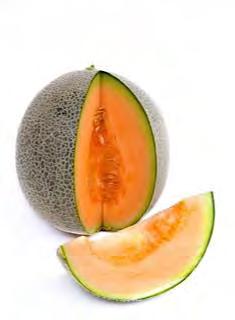 MELON F1 ROCK STAR Excellent fruit setting and fine netting. Deep globe fruits of 1.3 1.5kg. Maturity around 55 60 days after flowering. Resistant to Fusarium and Powdery Mildew.