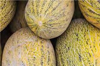 MELON F1 HAMI NO 1 Medium early variety, vigorous and widely adapted, it can be harvested between 90 95 days after sowing.