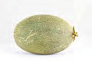 HAMI MELON F1 HAMI #7 Small sized true Hami melon, oblong shaped fruit size is about 1.8 2.5 kg, evenly distributed thin netting throughout the light yellow melon skin, salmon red flesh.