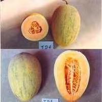 HAMI MELON F1 TDF Looking: This Hami melon variety was developed as a close sister line to F1 HAMI #7, except this one has some green-color spots and specks on the light yellow rind.
