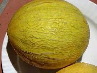 MELON F1 CANAMI F1 CANAMI hybrid melon is a cross between a CANARY