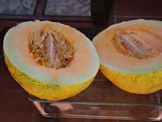 orange colored, crispy and sweet with true Hami melon s special