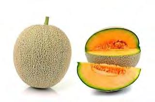 MELON F1 JUNAMI This unique hybrid Melon variety has one parent from Hami type melon and the other parent a netted orange flesh netted melon.