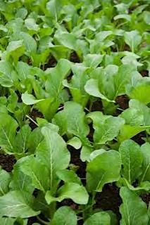 LEAF MUSTARD This variety produces fast growing, vigorous plants which can be harvested within 30 35 days after sowing or 21 25 days after transplanting.
