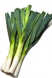 LEEK GIANT SUMMER Early maturity variety and outstanding yield.