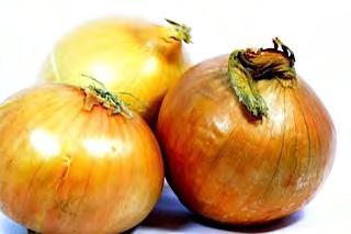 ONION F1 HYBRID 120 An early short day hybrid onion variety that matures 7 days earlier than any other GRANEX hybrid on the