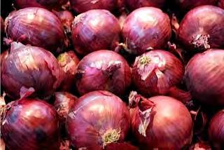ONION VIOLET DE GALMI A strict short day onion variety.