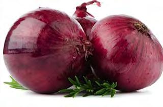 ONION VIOLET OF CALIFORNIA (ONION VIOLET DE CALIFORNIE) Strict short day onion variety, Maturity of 105 to 110 days after transplant, shape of bulb is flattened with medium size, color is Violet red,