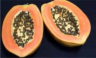 PAPAYA F1 RED ARMY Early, vigorous, productive, and tolerant to papaya ring spot virus.