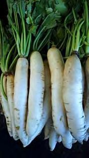 RADISH RADISH (CHINESE) F1 LONG WHITE Can grow in different growing conditions.