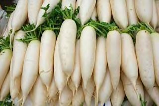 RADISH (CHINESE) F1 NEW WHITE Plants are medium tall and slightly spreading, with upright and smooth dark green foliage. Maturity: 45 50 days after sowing.