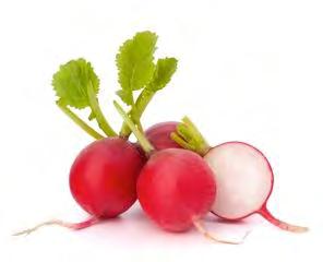RADISH CHERRY BELLE Globe root with thin taproot, very uniform, of scarlet red color.