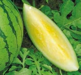 SEEDLESS WATERMELON F1 YELLOW MOON The fruits are perfectly globe in shape, green with dark green stripes. Flesh is yellow, sweet and tender.