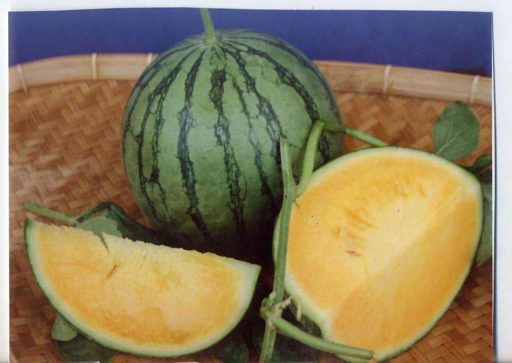 MINI SEEDLESS WATERMELON F1 G-773/N.0D3 The outlook of the rind shows narrow stripes on green background. Multiple 2 3 kg fruits can be set per plant to increase the total yield.