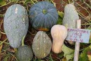 CHINESE GOURD MIX A