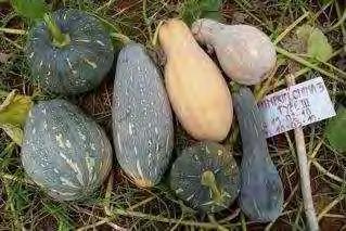 gourds " for the