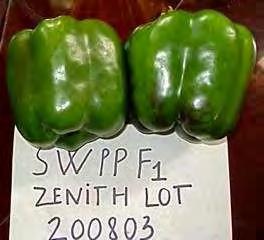 SWEETPEPPER F1 ZENITH A high yielding variety, with vigorous plants of medium tall height, suitable for all growing areas, warm to temperate alike. Excellent fruit setting.