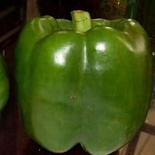 ) wide, 3 to 4 lobes with thick flesh. Ideal for export or remote transportation. Fruit Weight: 270 280 gram (0.60 lb). Very good flavor. Continuous fruiting habit and high yields.