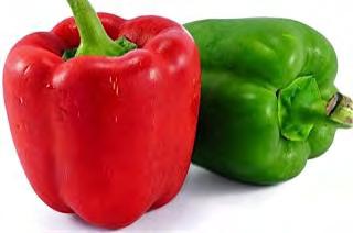 SWEETPEPPER F1 NO 2 A high yielding variety, with vigorous plants of medium tall height, suitable for all growing areas, warm to temperate alike. Excellent fruit setting.