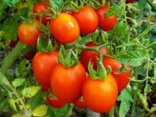 TOMATO TOMATO F1 AN-67 Determinate plant growth with high fruit setting. Maturity: 65 68 days after transplant. Fruits are egg shaped, uniform color, and weight 110 120 gram (0.25 lb) each.