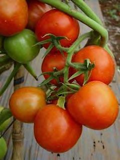 TOMATO F1 NO 5 Determinate plant growth with high fruit setting. Maturity: 65 68 days after transplant. Fruits are slightly oblong square, uniform color, and weigh 110 120 gram (0.25 lb) each.