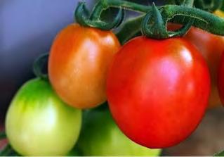 TOMATO F1 FURIA Hybrid variety with wide adaptability. Grows strongly with a vigorous foliage. Semi determinate growth. Maturity: 65 70 days after transplant.