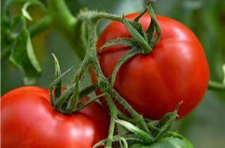 TOMATO F1 NO 456 Semi determinate growth, Fruits are Light green color to bright red at full maturity, round shape, 180 gram per