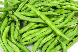 POLE FRENCH BEAN WHITE SEEDS B428 (BEAN CORA WHITE SEEDS POLE TYPE B428) Pole French bean (climbing): 55 60 days maturity after sowing, round oval pod section, 16 18 cm (6.7 in.