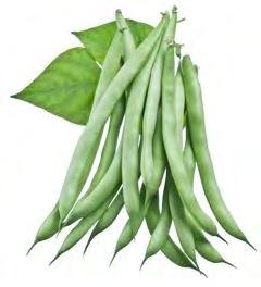 BEAN OASIS (WHITE SEEDS, BUSH TYPE) Extra fine and Fine stringless bean. The plant is 40 45 cm high. The pods are round, straight and fleshy. Pods are dark green color. 5.