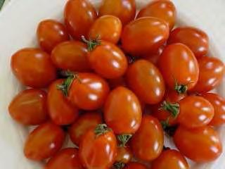 TOMATO F1 CHERRY 4 Indeterminate, vigorous with good foliage covering. Sets fruits very well with about 20 50 fruits per cluster. Double stem pruning may produce more than 500 fruits per plant.