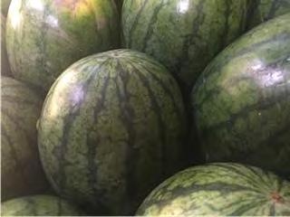 WATERMELON F1 SWEET BABY Maturity (days from sowing): 93 days. Fruit weight: 8 9 kg (17 20 lb) per fruit.