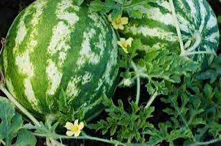 WATERMELON F1 CRIMSON OMEGA Hybrid diploid crimson sweet watermelon variety with high yields, showing excellent resistance to common diseases.