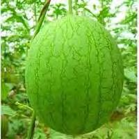 WATERMELON F1 GREEN GOLD Yellow flesh with light green rind. Round shape fruits, with weight: 2 3 kg. (4.5 Lb).