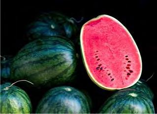 Plants produce oblong shaped fruits weighing 2.5 3 kg (5.5 6.6 lb) each.