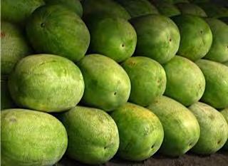 Fruit is oblong shaped, skin is light green rind with green veins.
