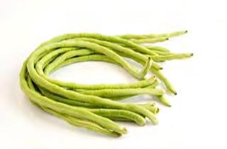 YARD LONG BEAN TKHK 01 YARD LONG BEAN TKHK 01 : long pods of 40 50 cm (16 20 Inches). Pole type.