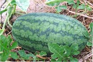 WATERMELON F1 NEW BELLE Very high fruits setting and high yield. Fruits are small oblong with red flesh and very sweet taste.